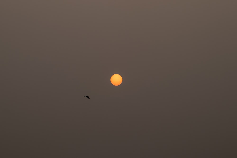 a bird flying in front of the setting sun