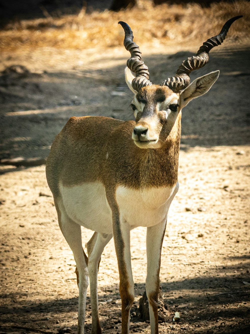 a small antelope standing on a dirt road