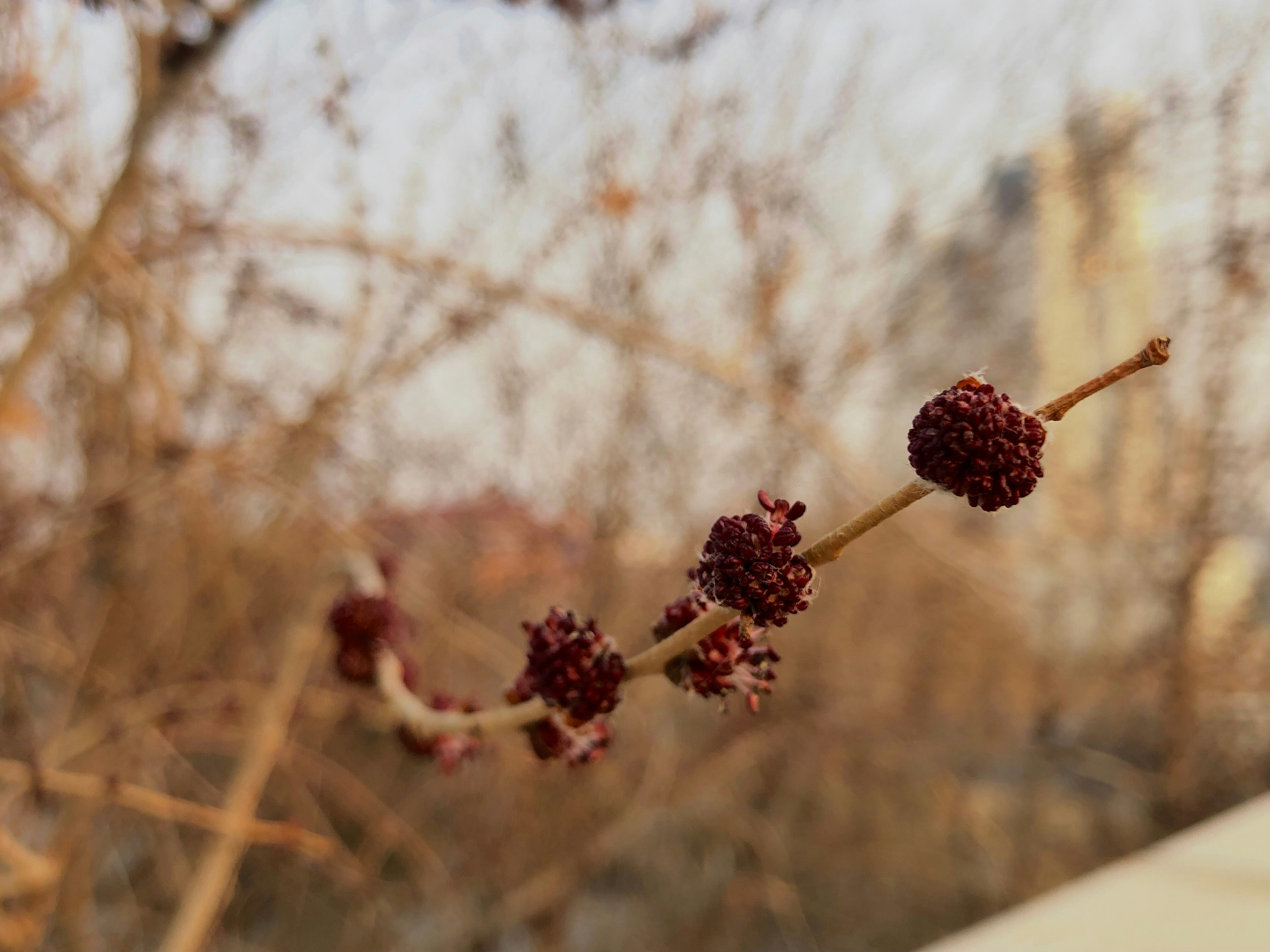 Un primo piano di un fiore sul ramo di un albero