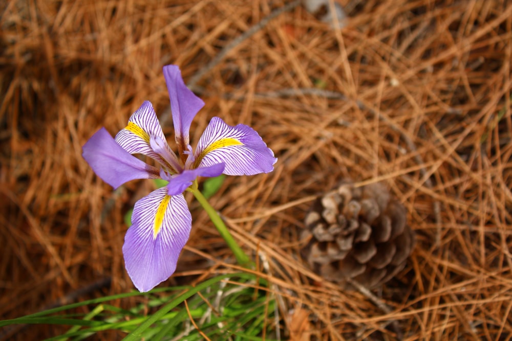 a purple flower with a pine cone in the background