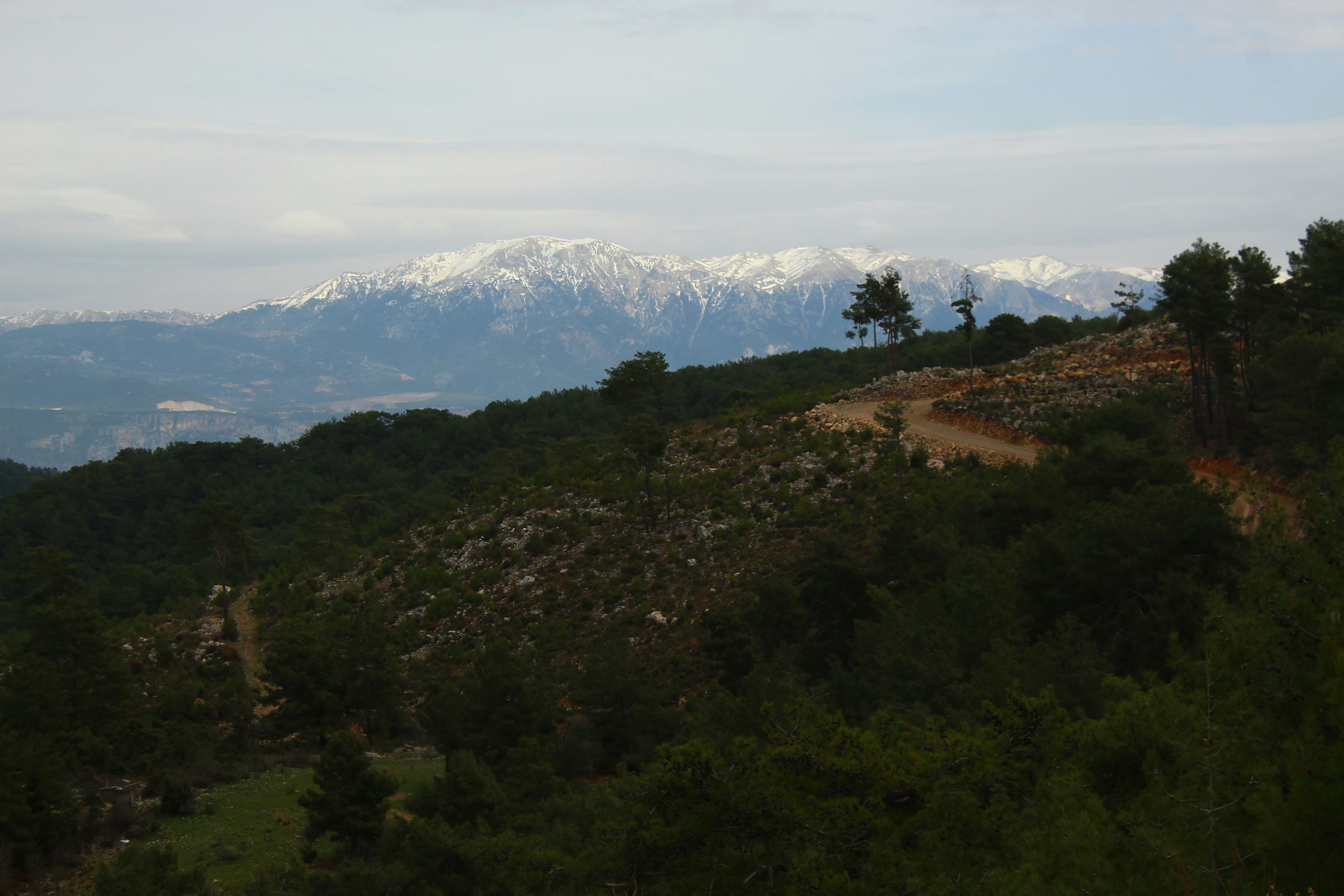 A pine-covered hillside in the foreground frames a distant snow-capped alpine horizon beneath a muted sky.