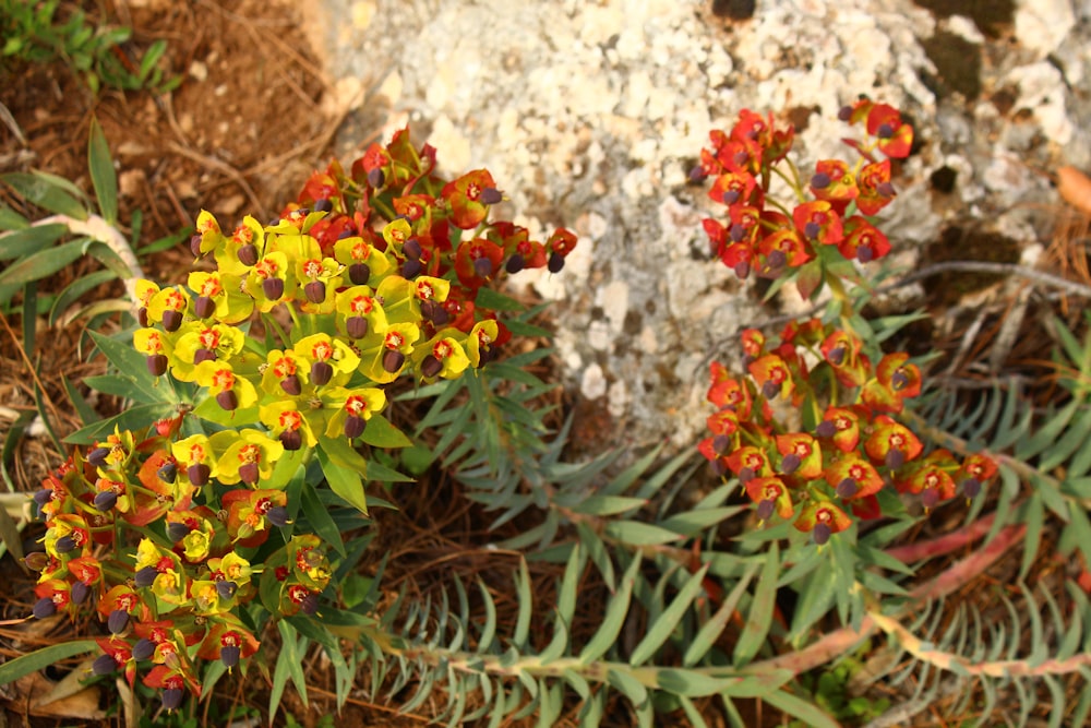 a close up of a bunch of flowers near a rock