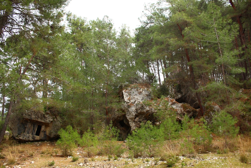 um afloramento rochoso no meio de uma floresta