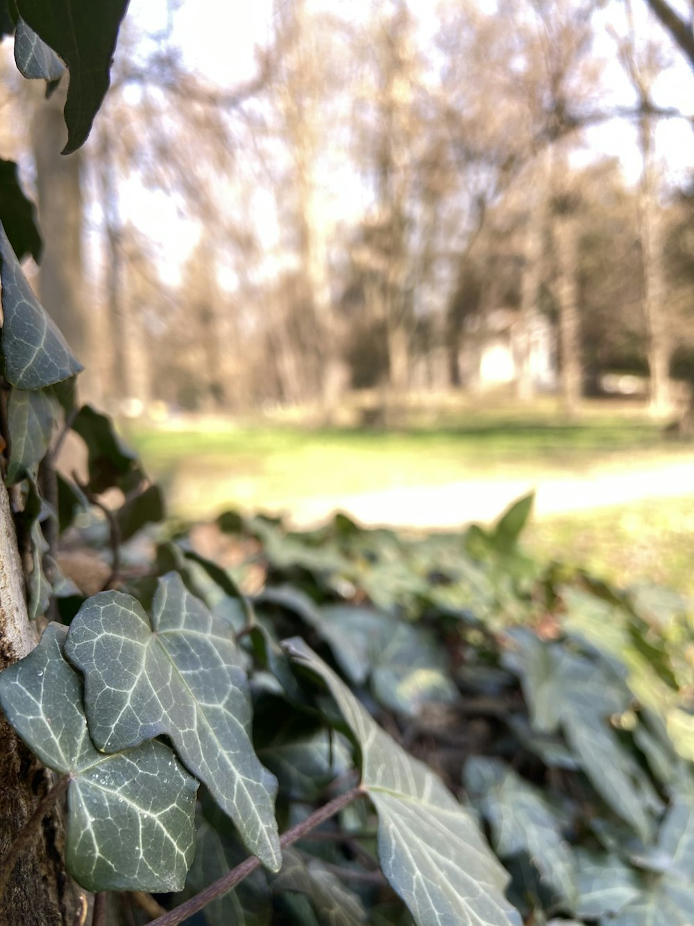 a close up of a tree with leaves on it