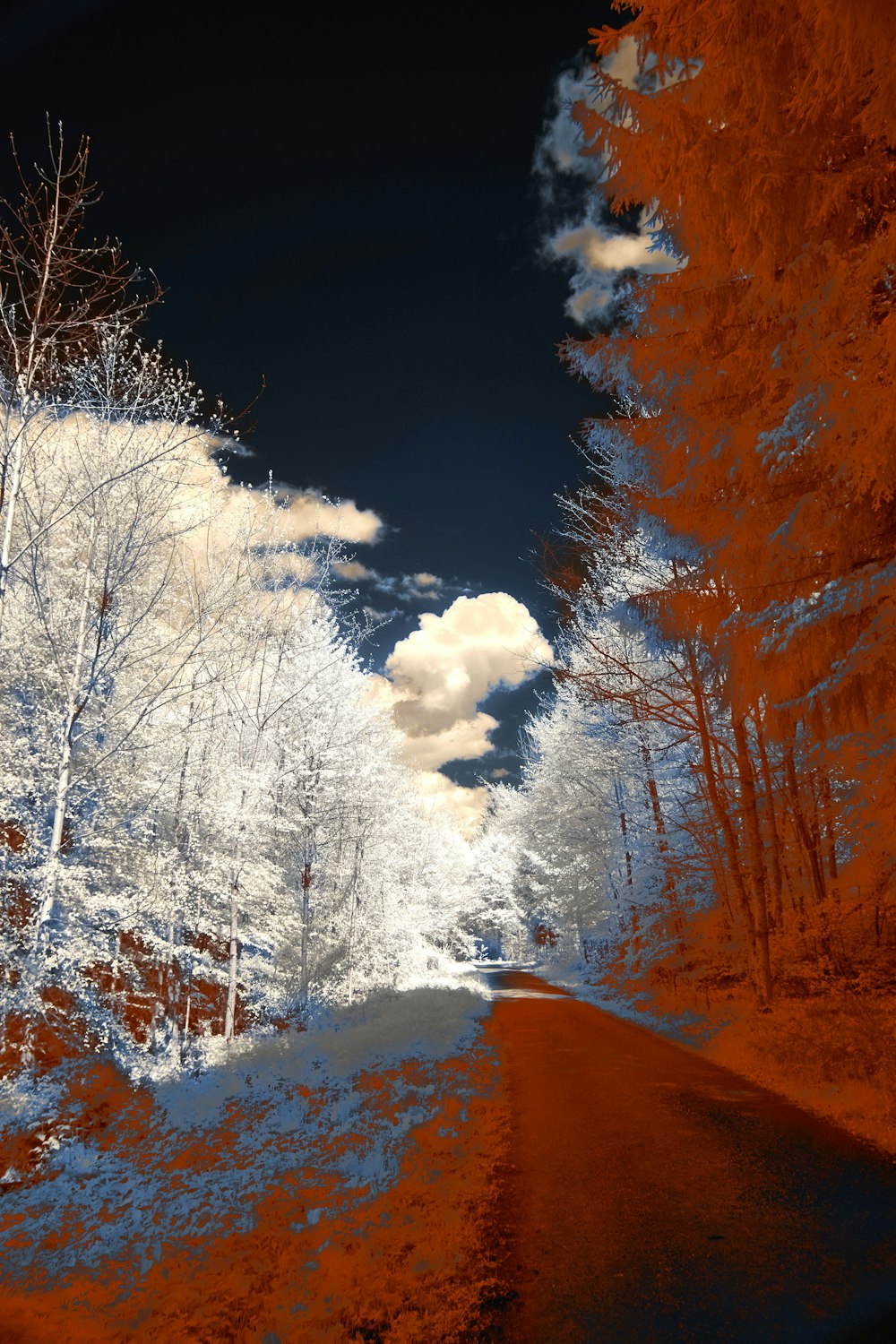 a red and white photo of trees and a road