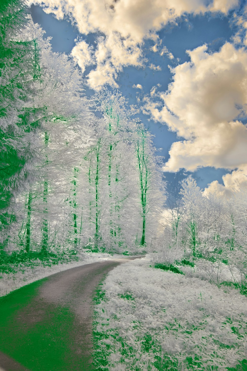 a picture of a road surrounded by trees