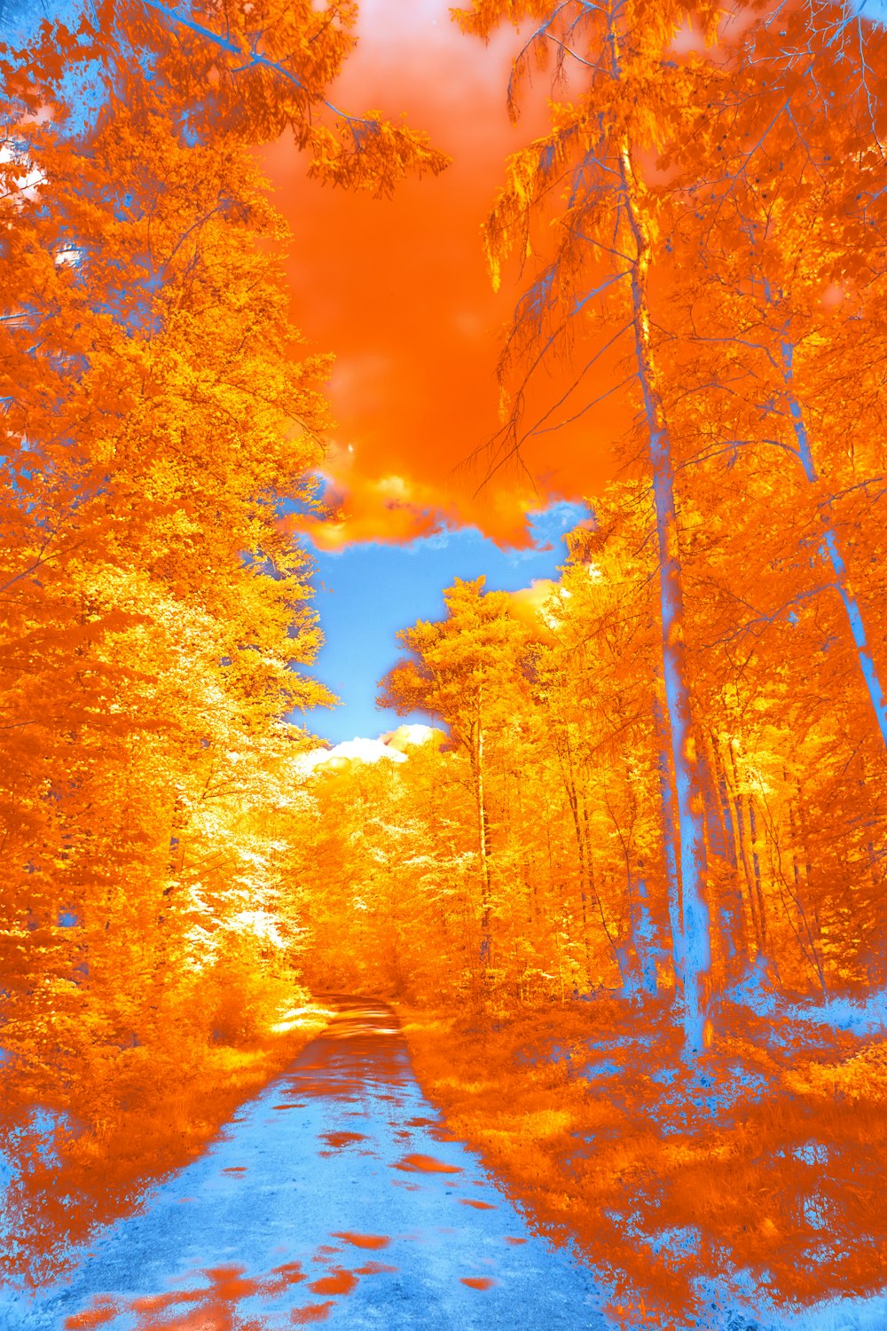 an infrared image of a path in the woods