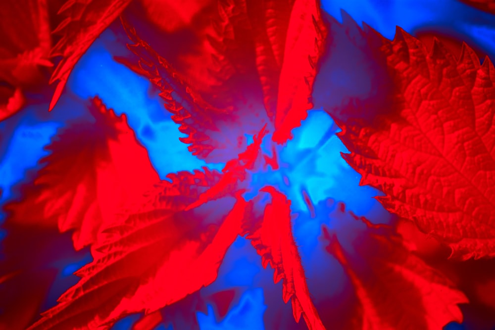 a close up of a red and blue flower