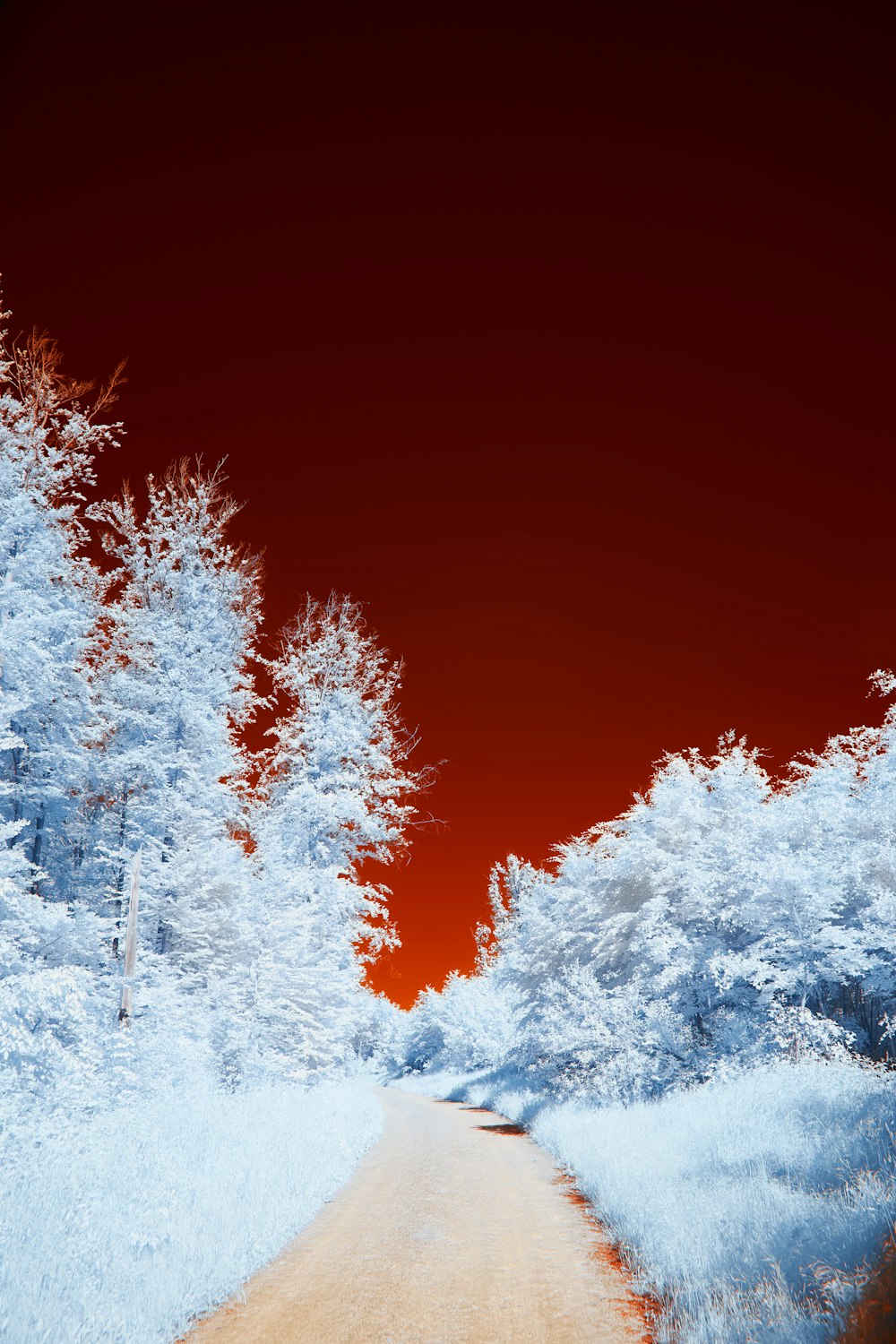 a dirt road surrounded by snow covered trees