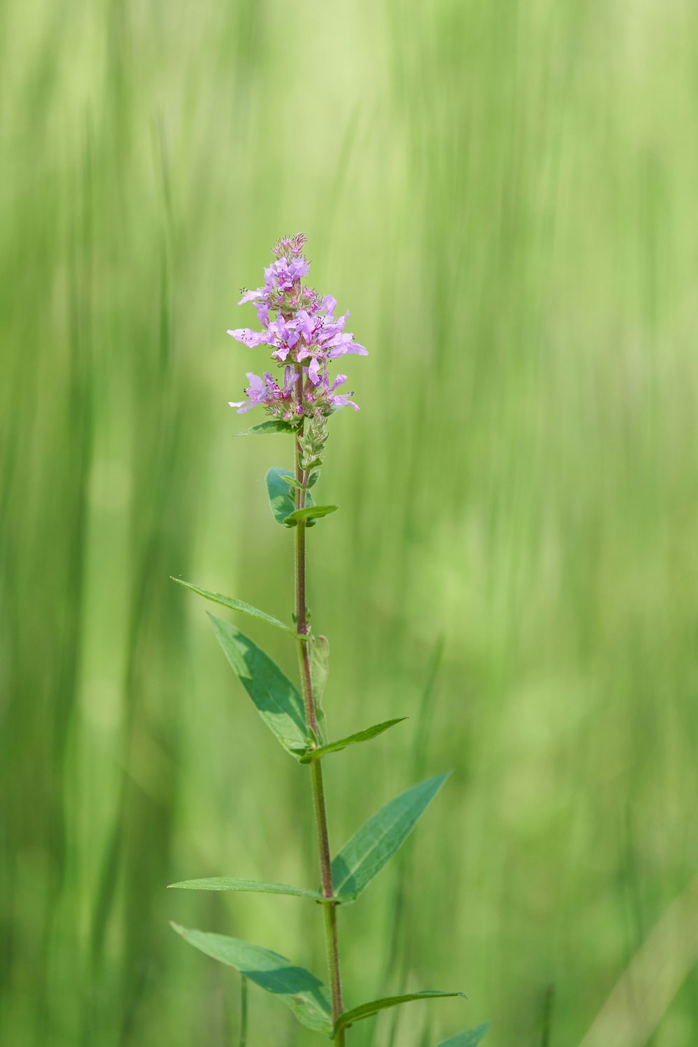 a small purple flower sitting on top of a green plant