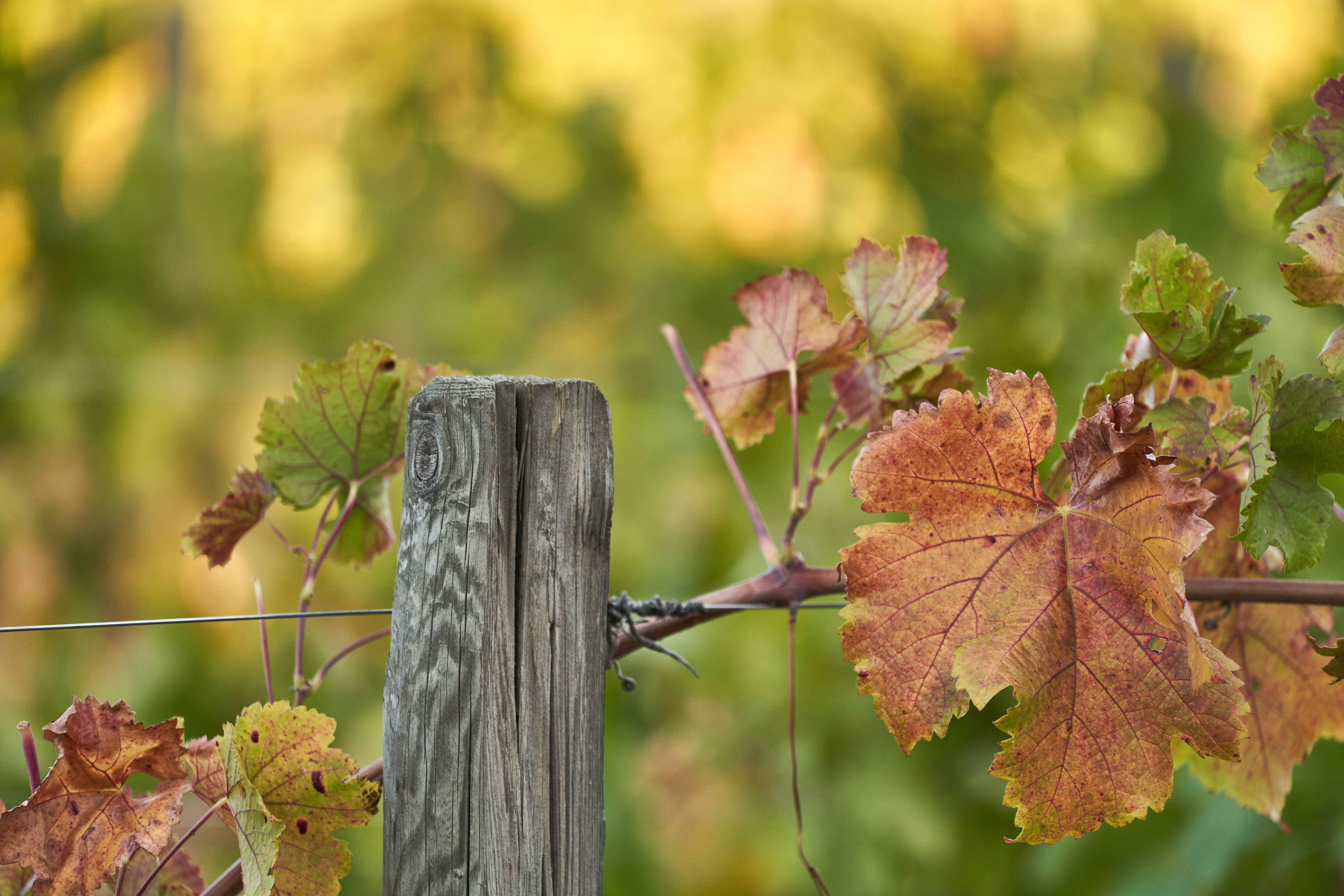 Photo by wolfgang_hasselmann