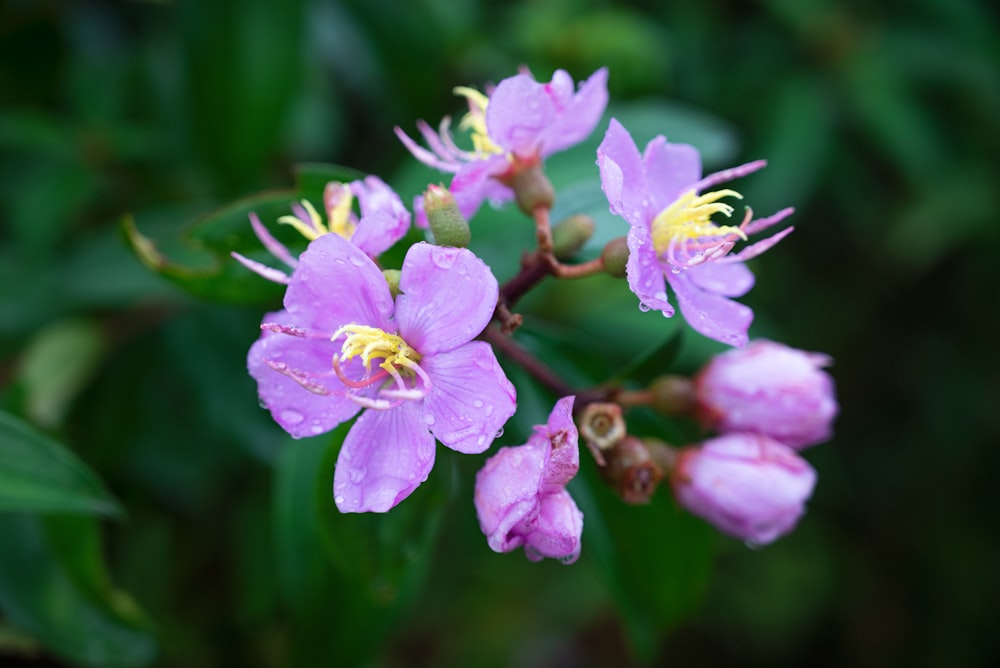 a close up of a purple flower with green leaves in the background