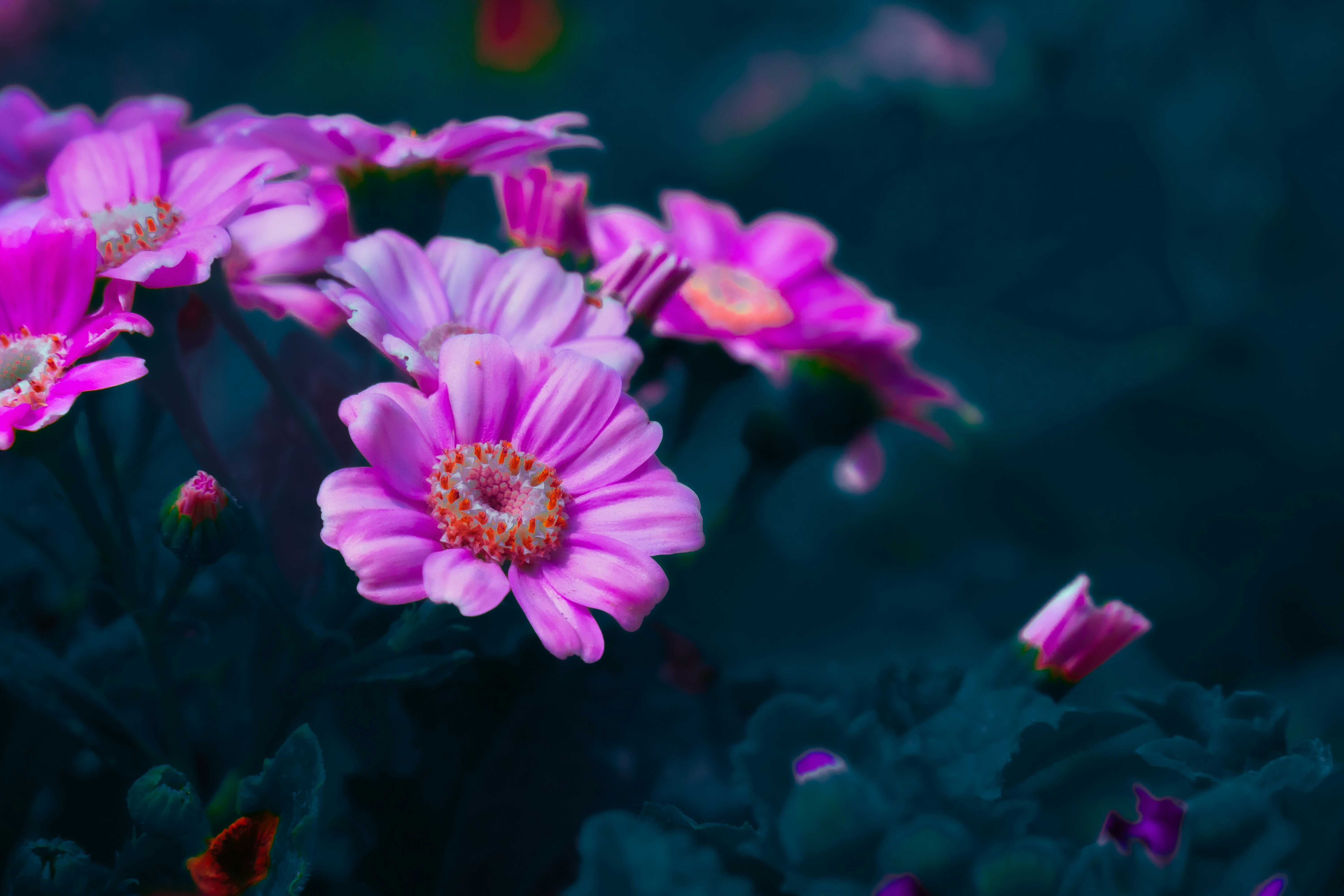 Photo by tomatopictures1