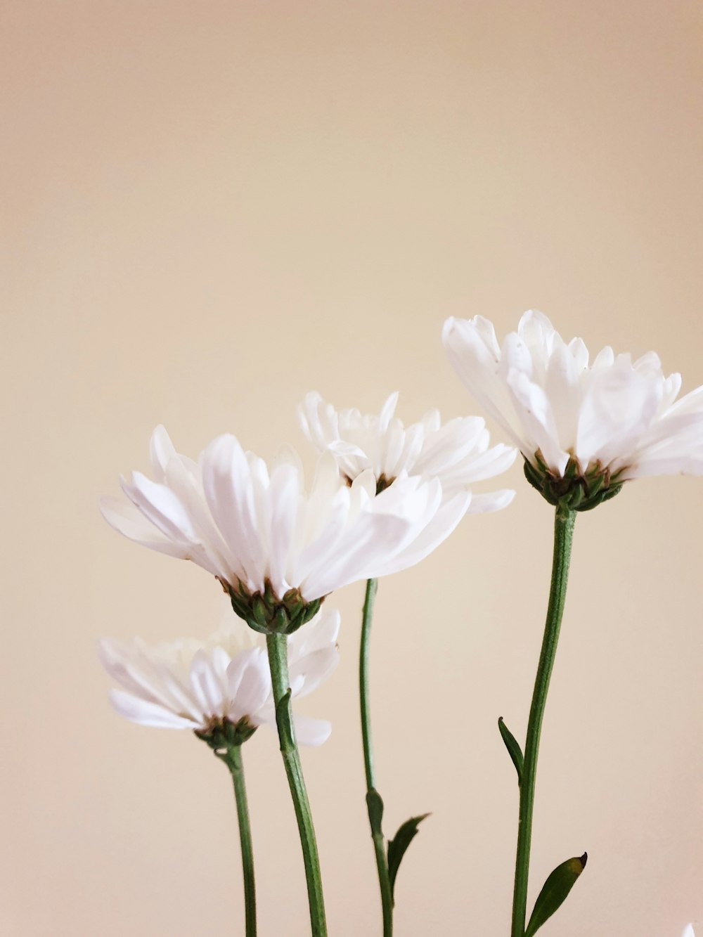 three white flowers in a vase on a table