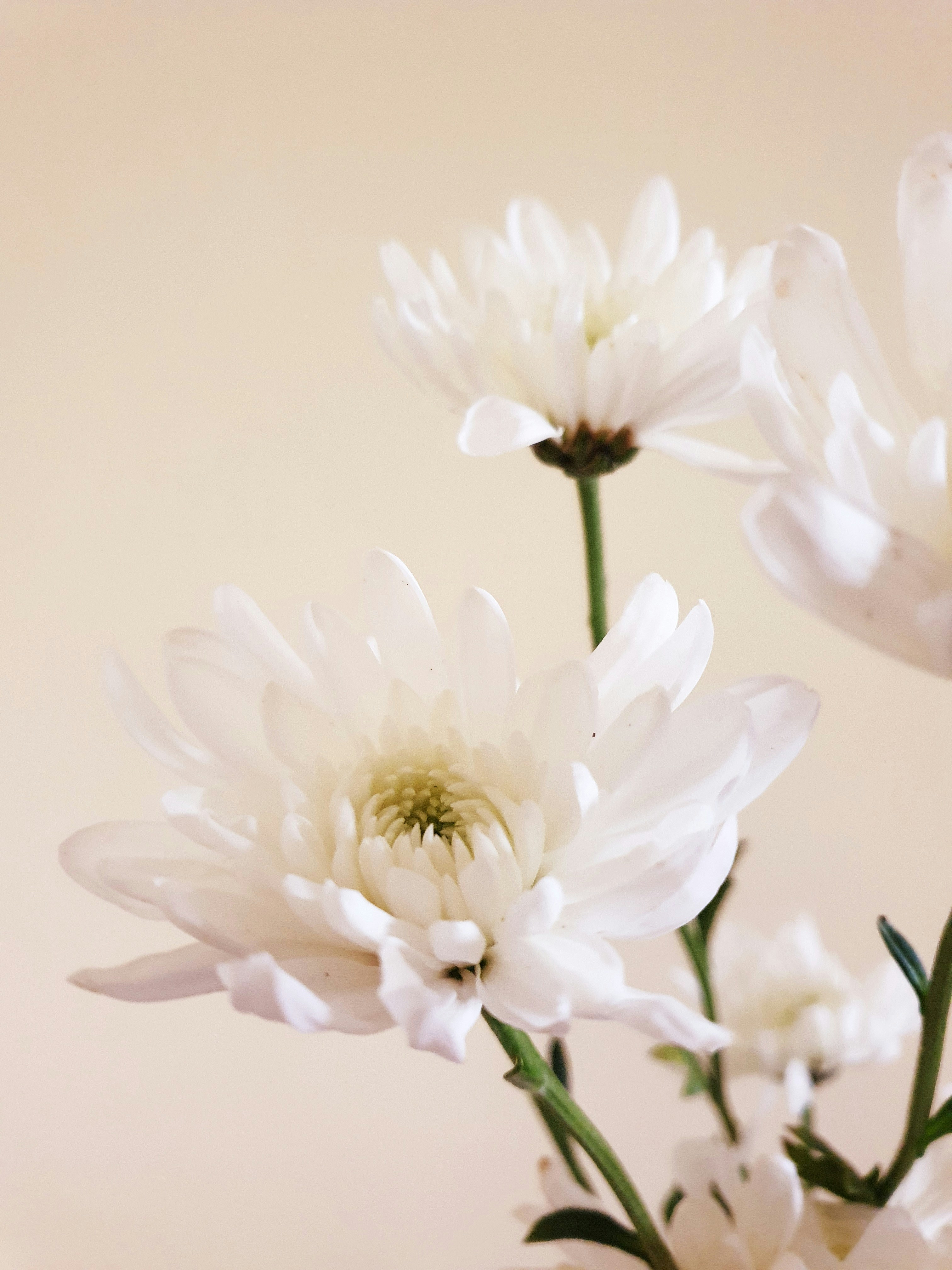 Photo by dhriti_das007