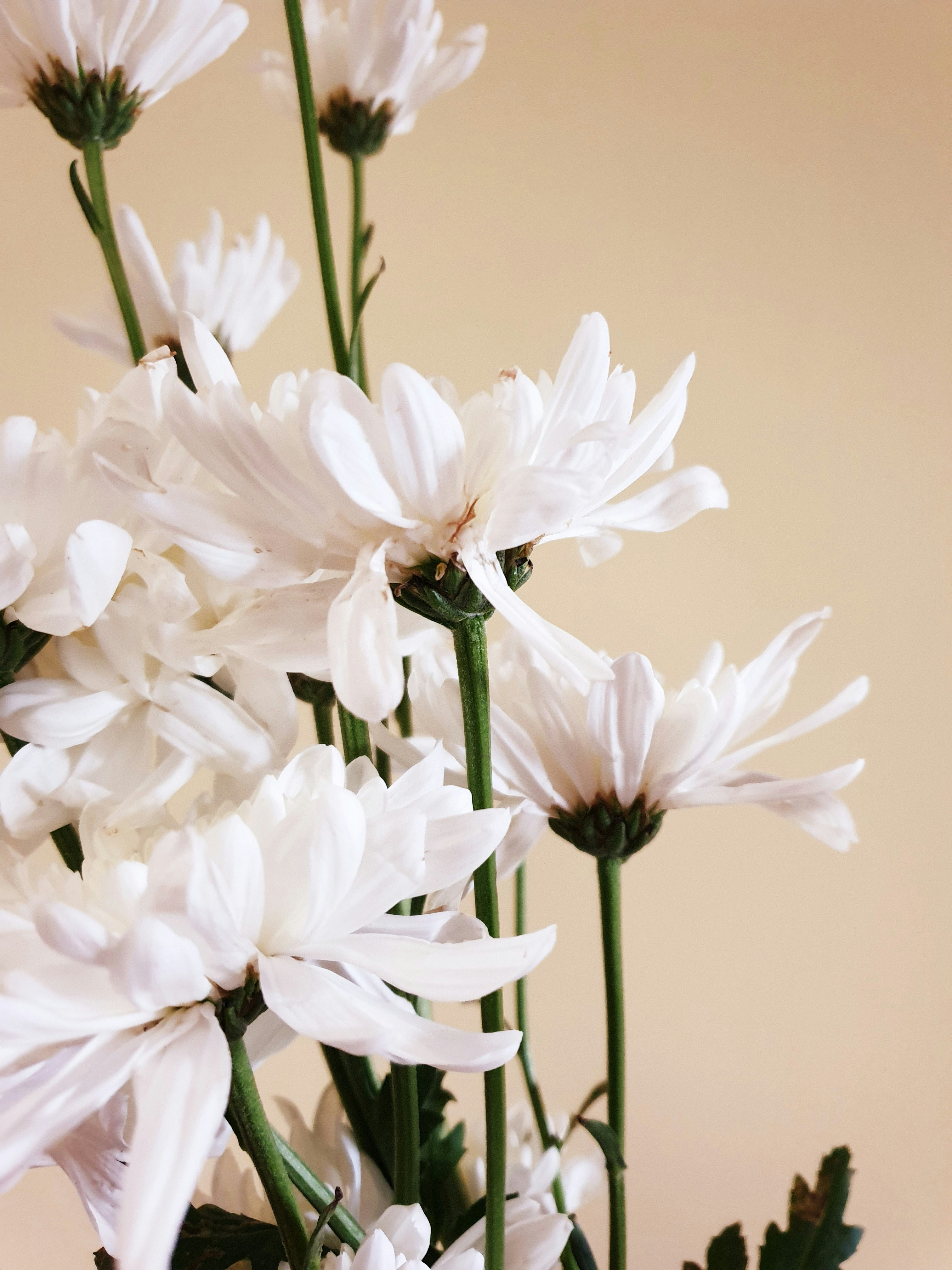 Photo by dhriti_das007