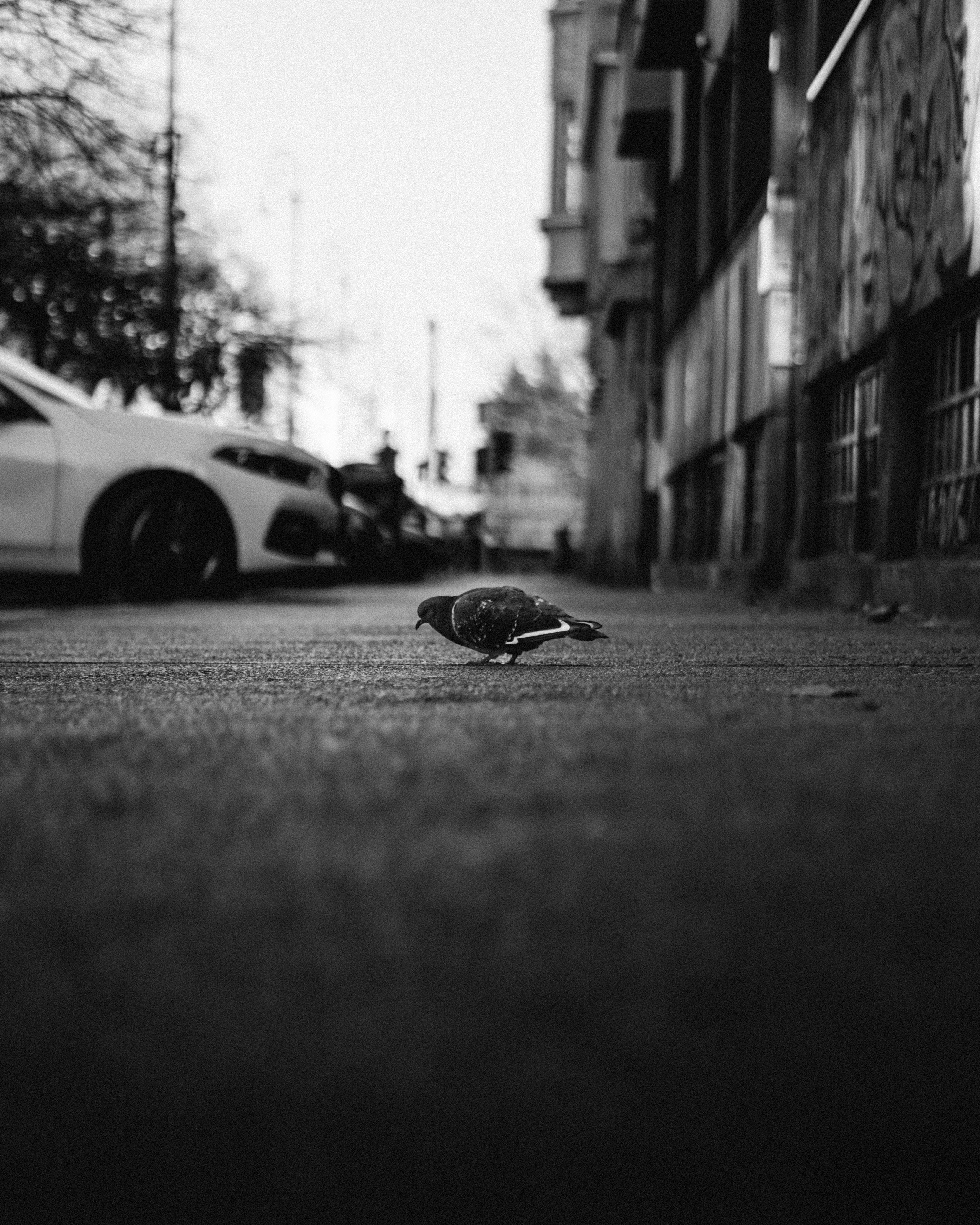 America's Rodent Hotspots: Terminix Unveils 2024 Top 50 Most Infested Cities