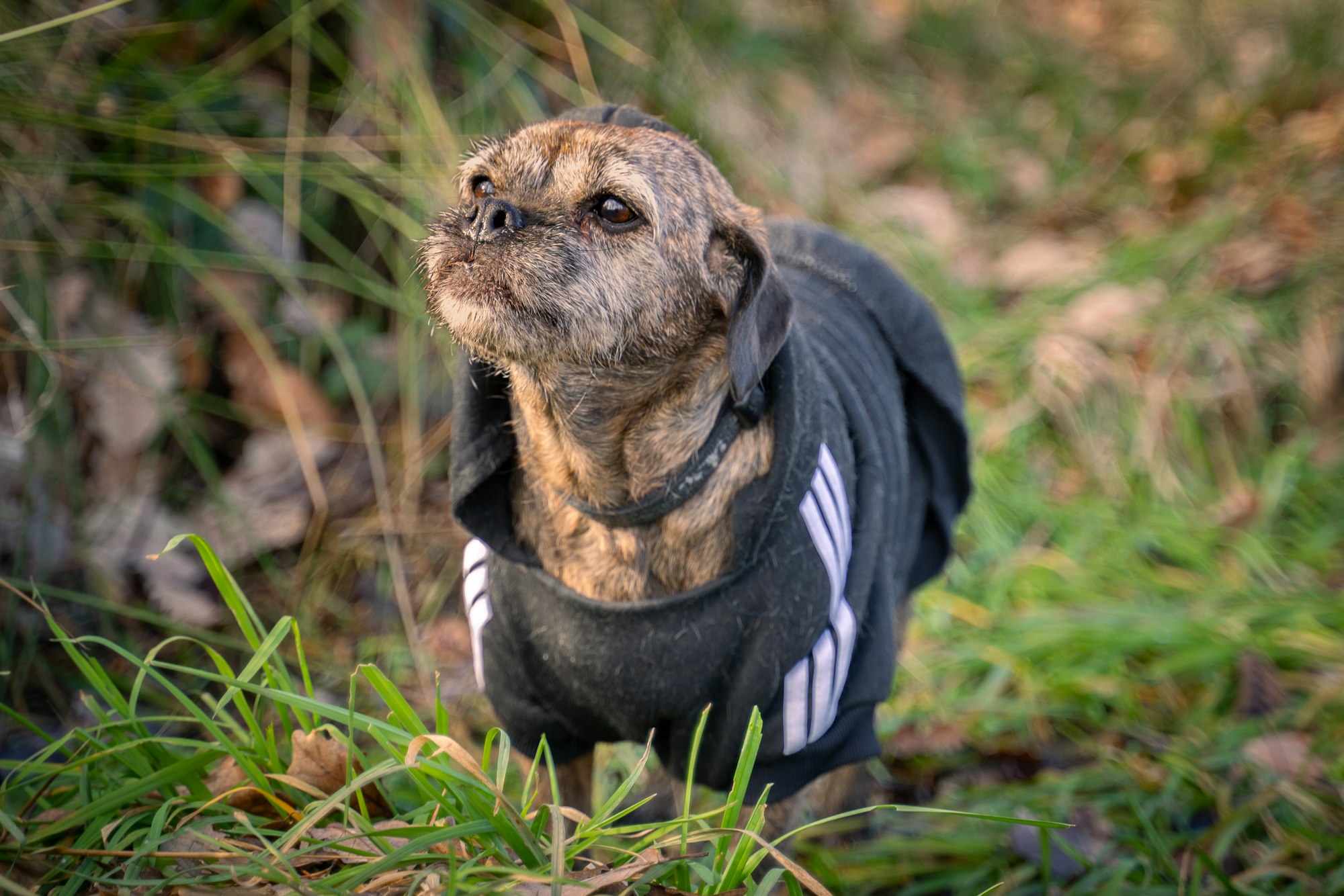 a small dog wearing a black jacket in the grass