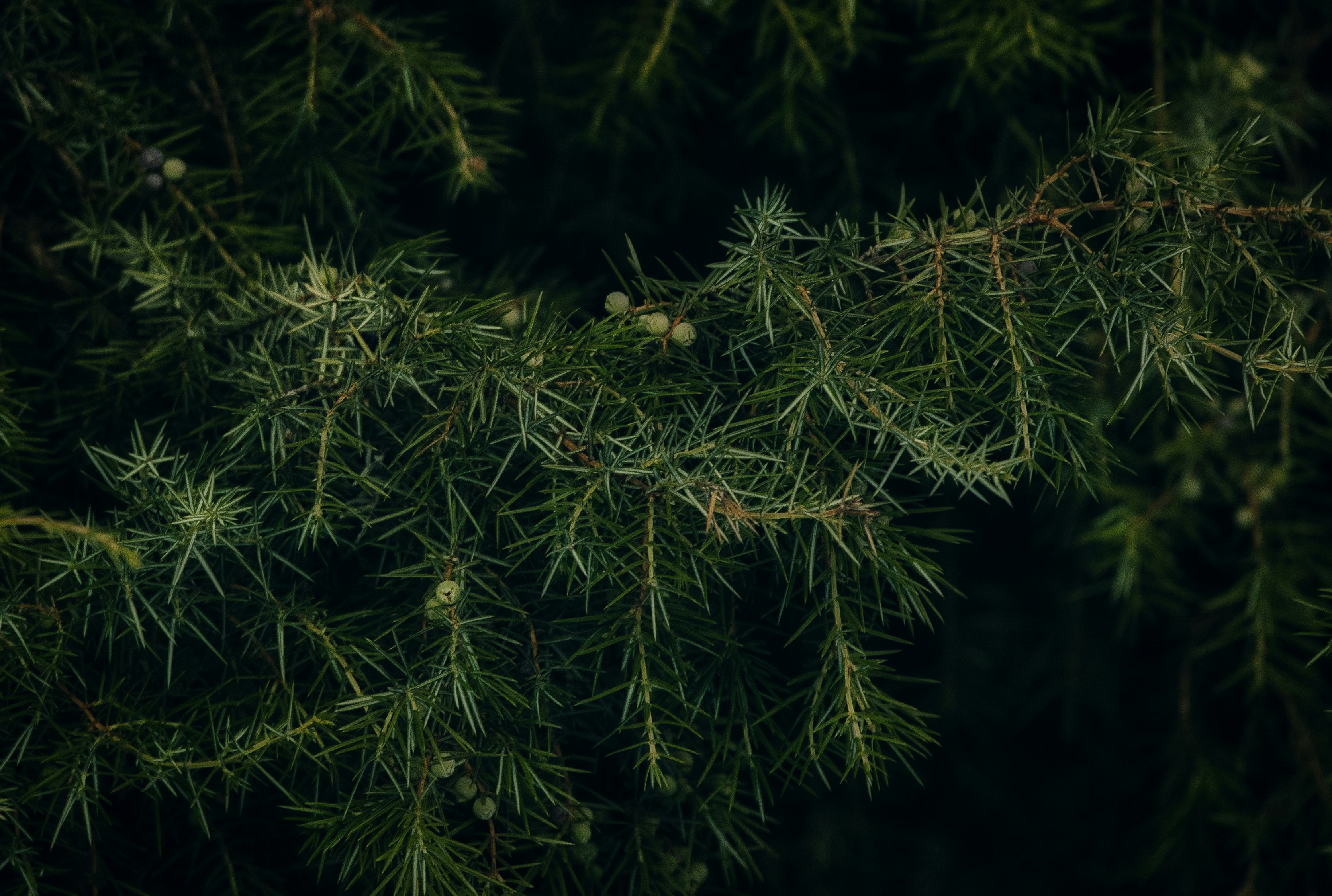 Photo by andruslukas