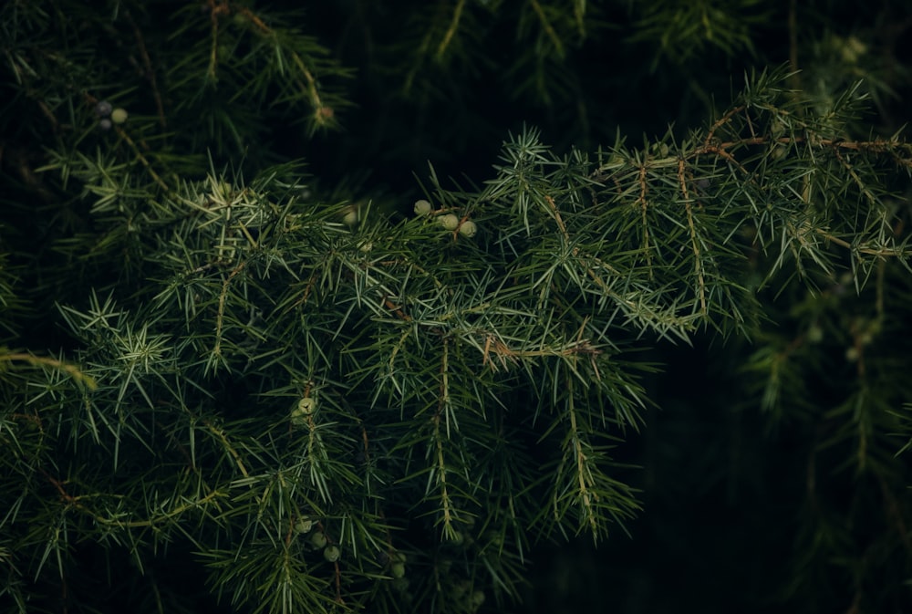 a close up of a pine tree branch