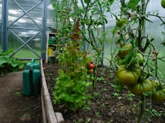 a garden filled with lots of green plants