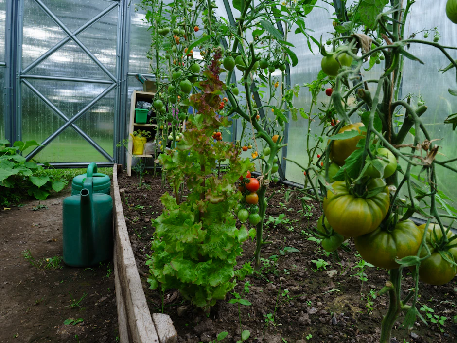 Création de potagers et vergers