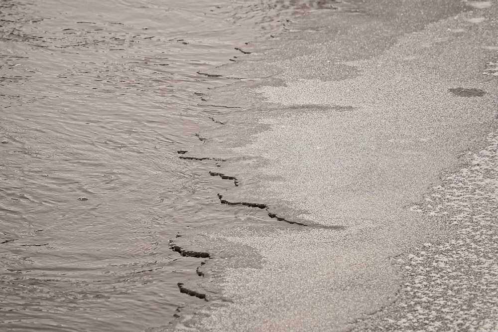 a bird is standing on the beach near the water