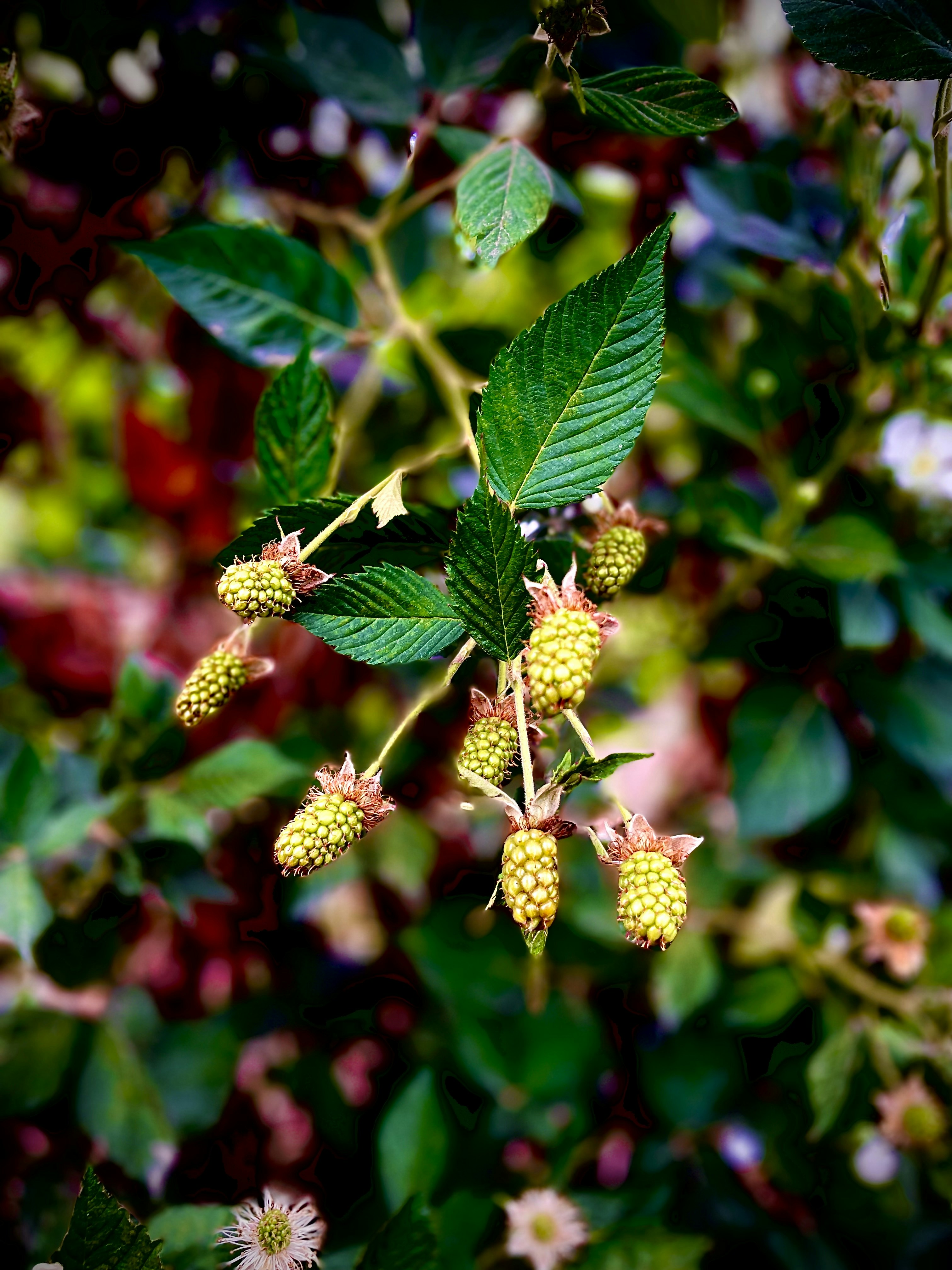 Photo by rafaelmexia