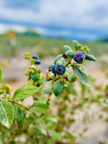 Planta de arándano azul en temporada de cosecha