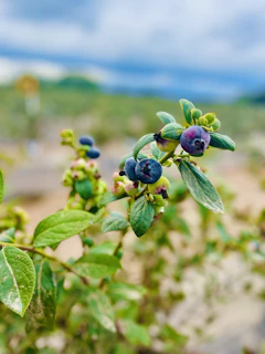 Planta de arándano azul en temporada de cosecha