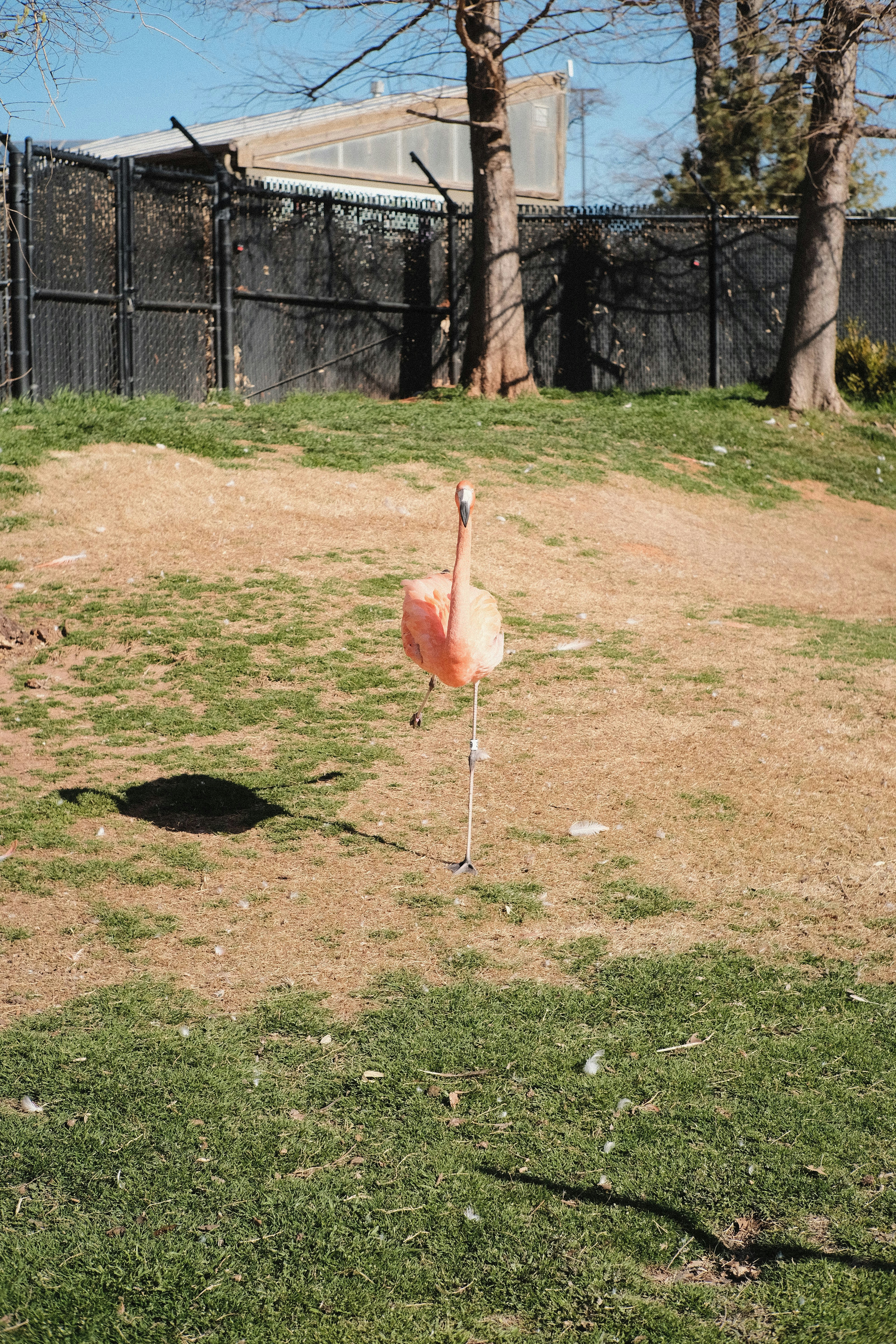 a pink flamingo standing on top of a lush green field
