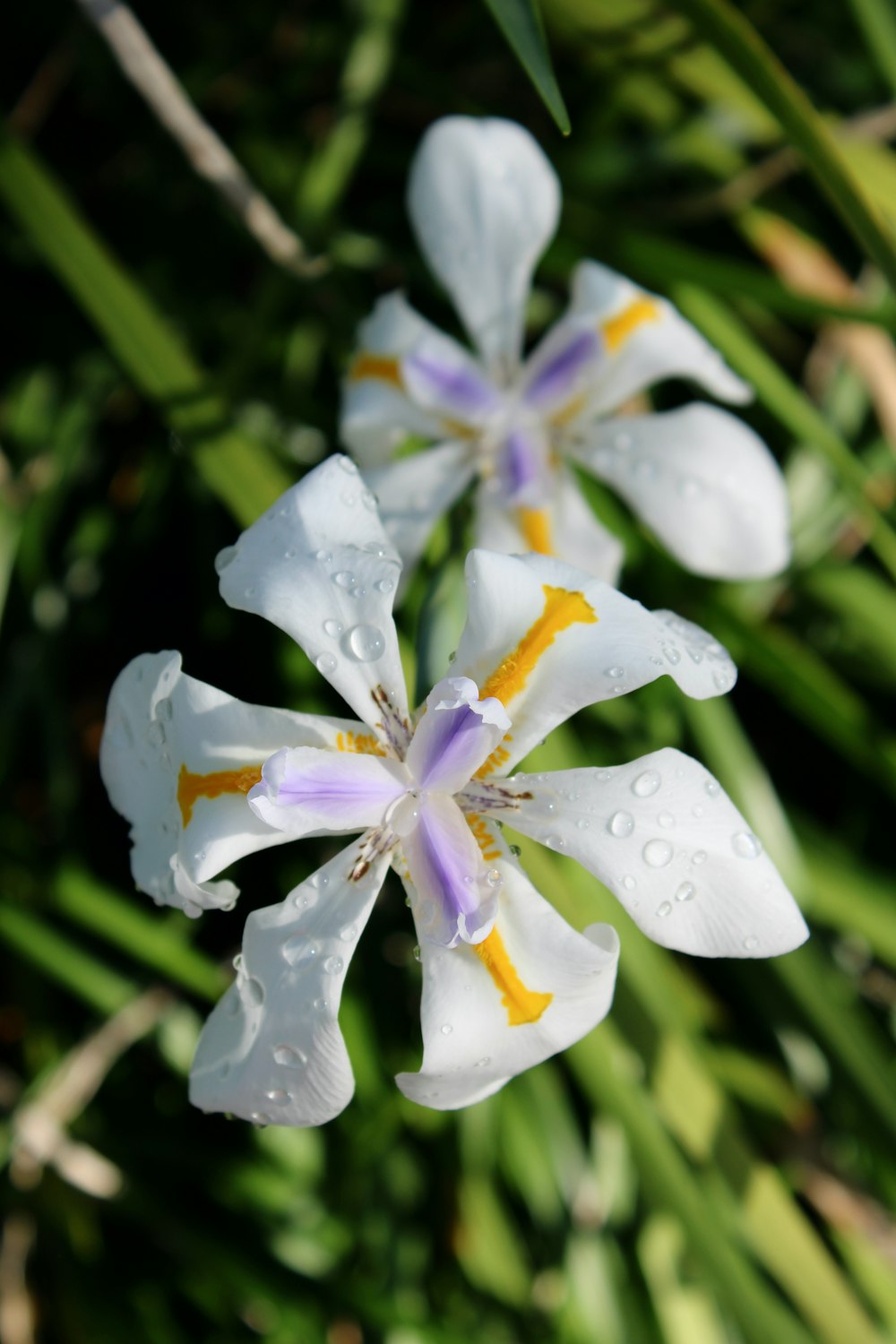 a close up of a flower with drops of water on it