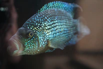 Close-up of a vibrant blue fish gliding near ocean plants in crystal clear water.