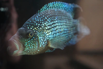 Close-up of a vibrant blue fish gliding near ocean plants in crystal clear water.