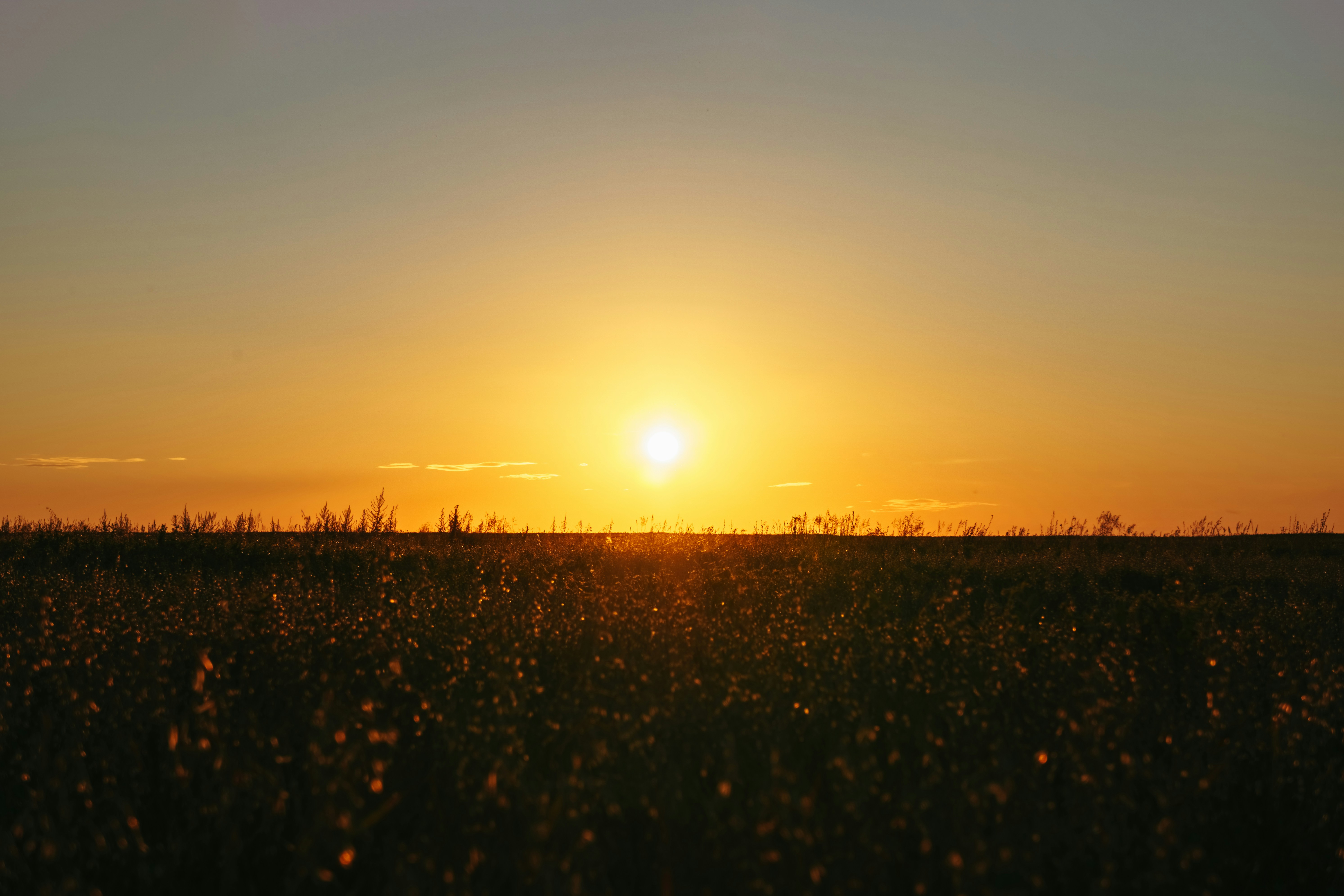 Photo by igorharrier