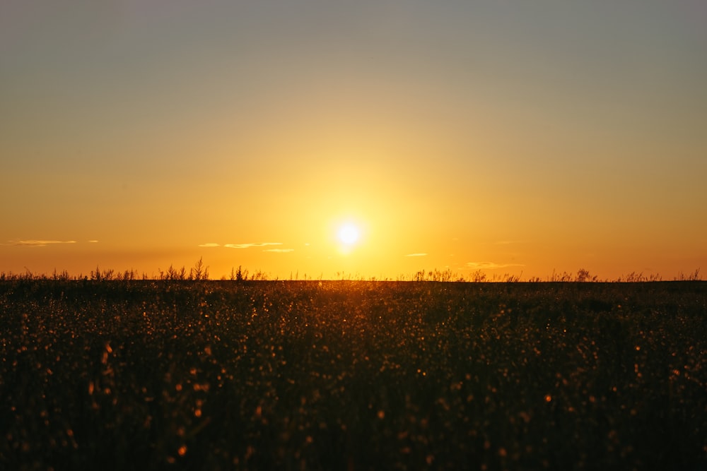 the sun is setting over a field of tall grass