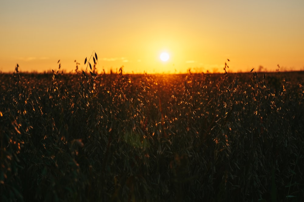 the sun is setting over a field of tall grass