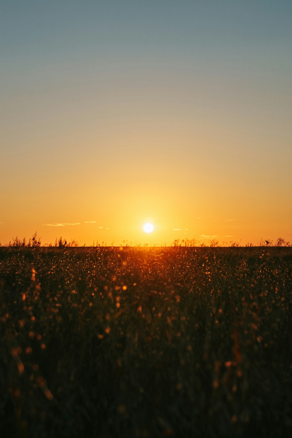 the sun is setting over a field of grass