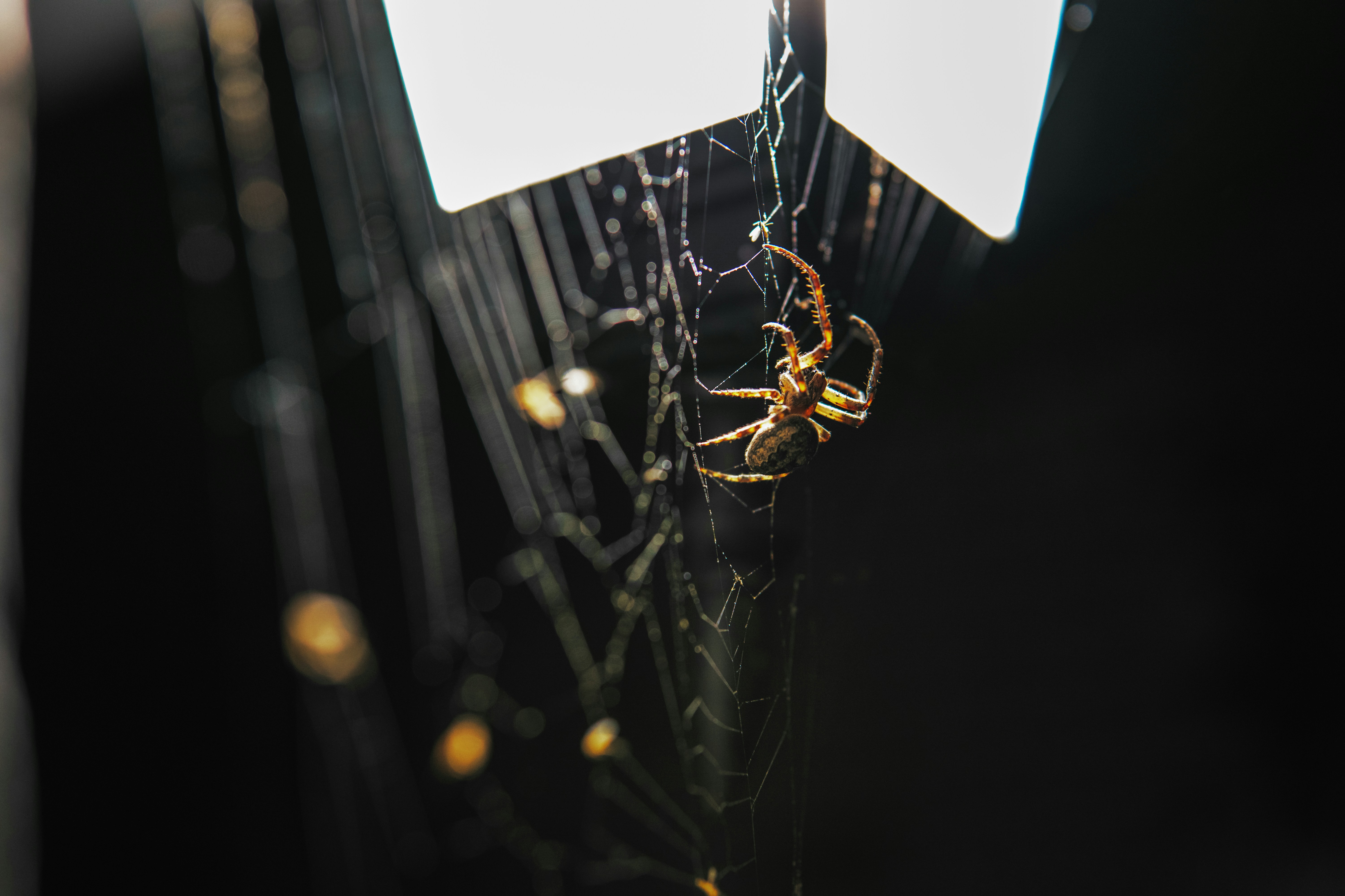 a close up of a spider on a web