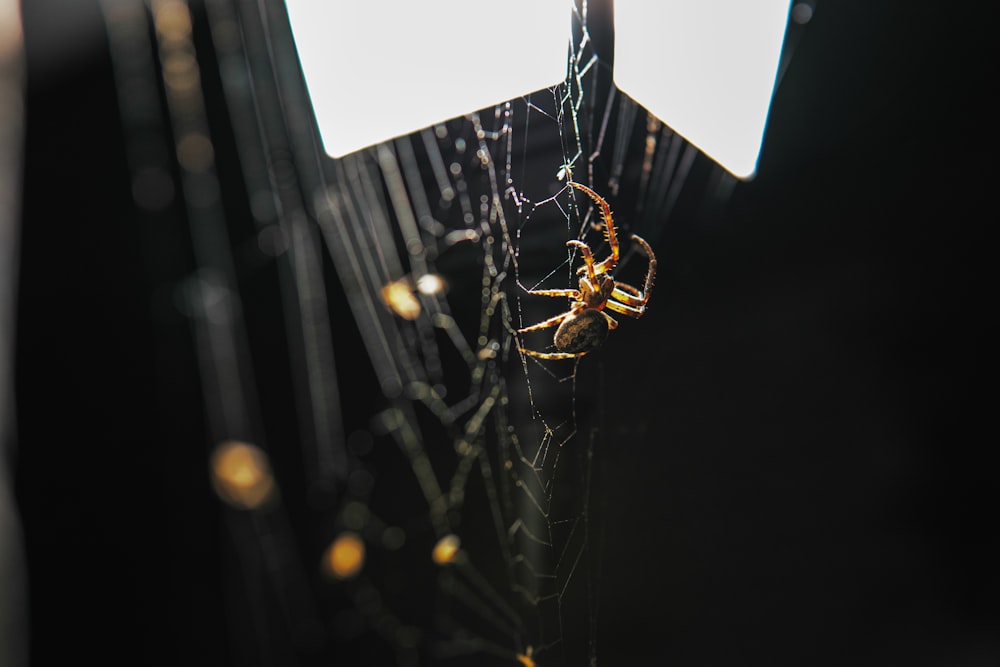 a close up of a spider on a web