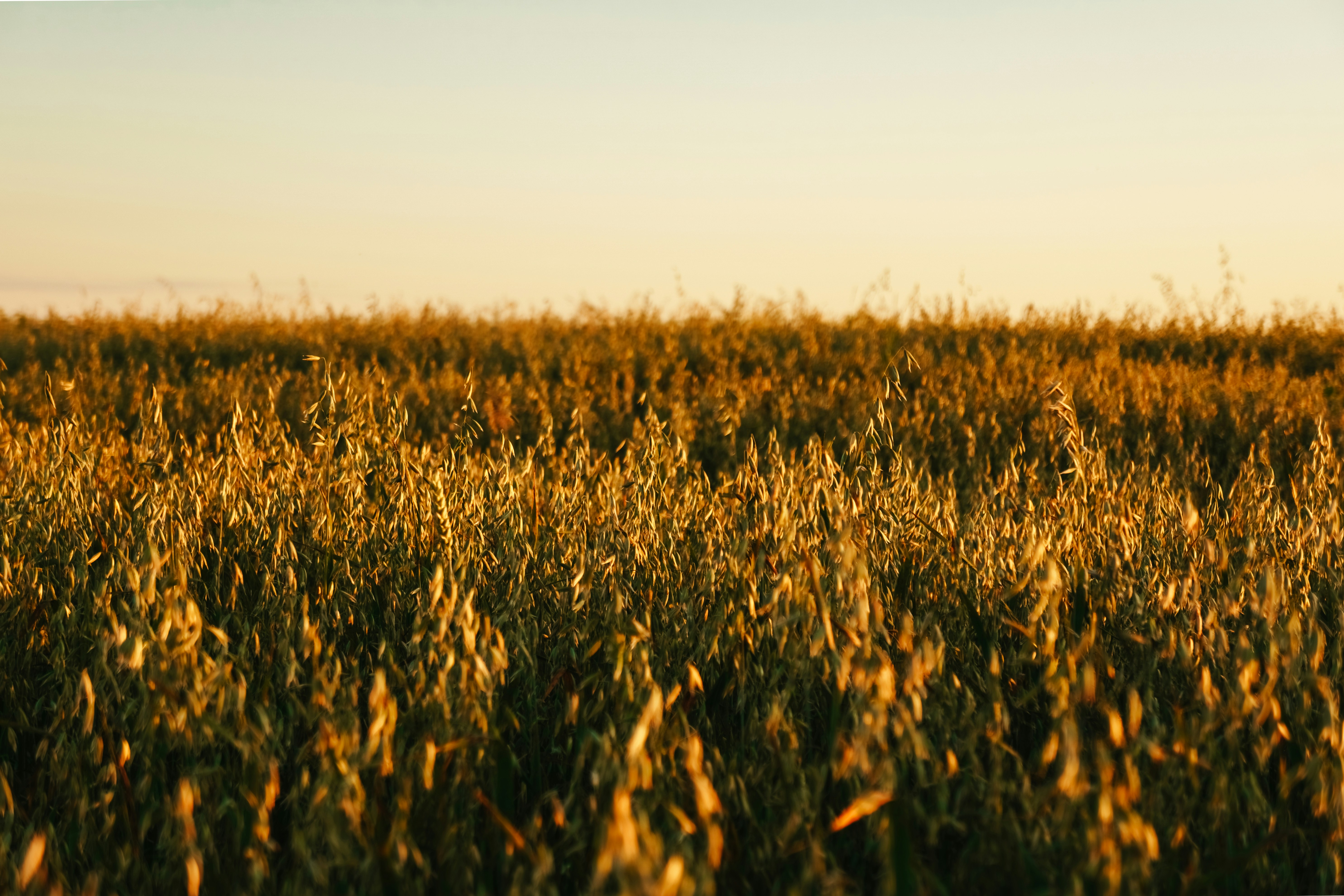 Photo by igorharrier