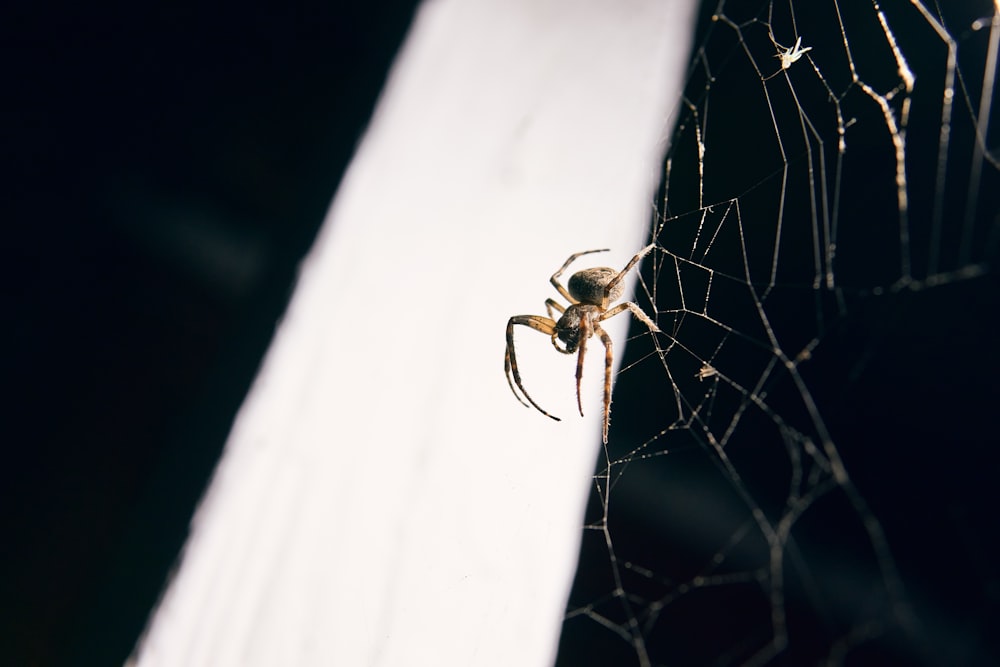 a close up of a spider on its web