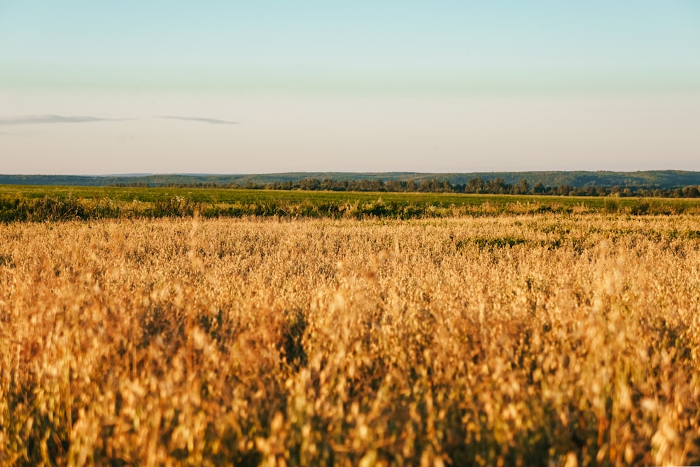 a field of tall grass with a sky in the background