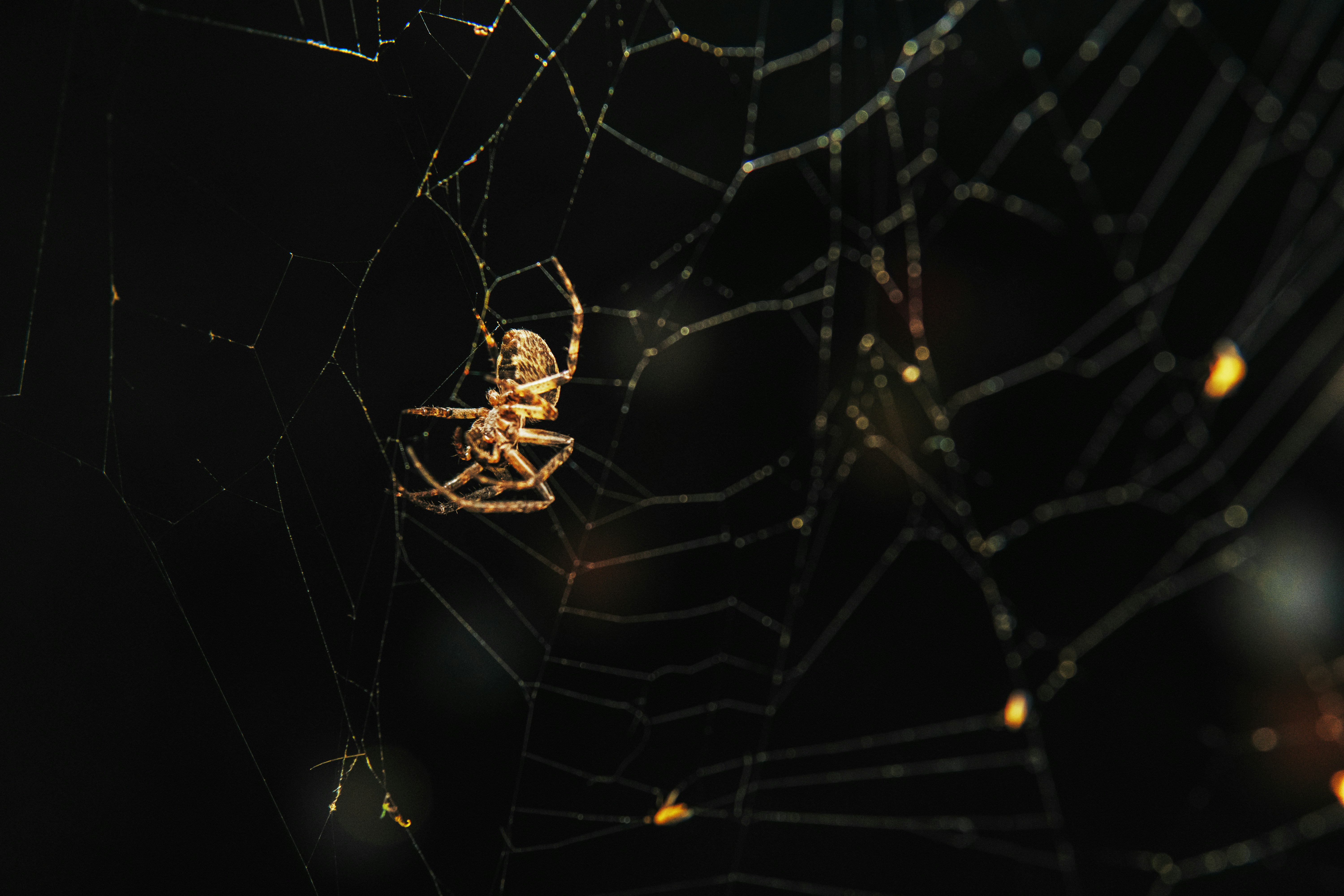 Photo by igorharrier