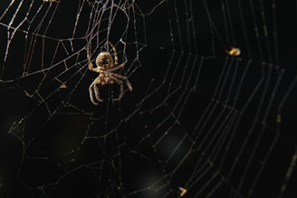 An illustration of a spider's web symbolizing connection and reliability.