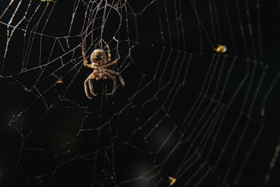 An illustration of a spider's web symbolizing connection and reliability.