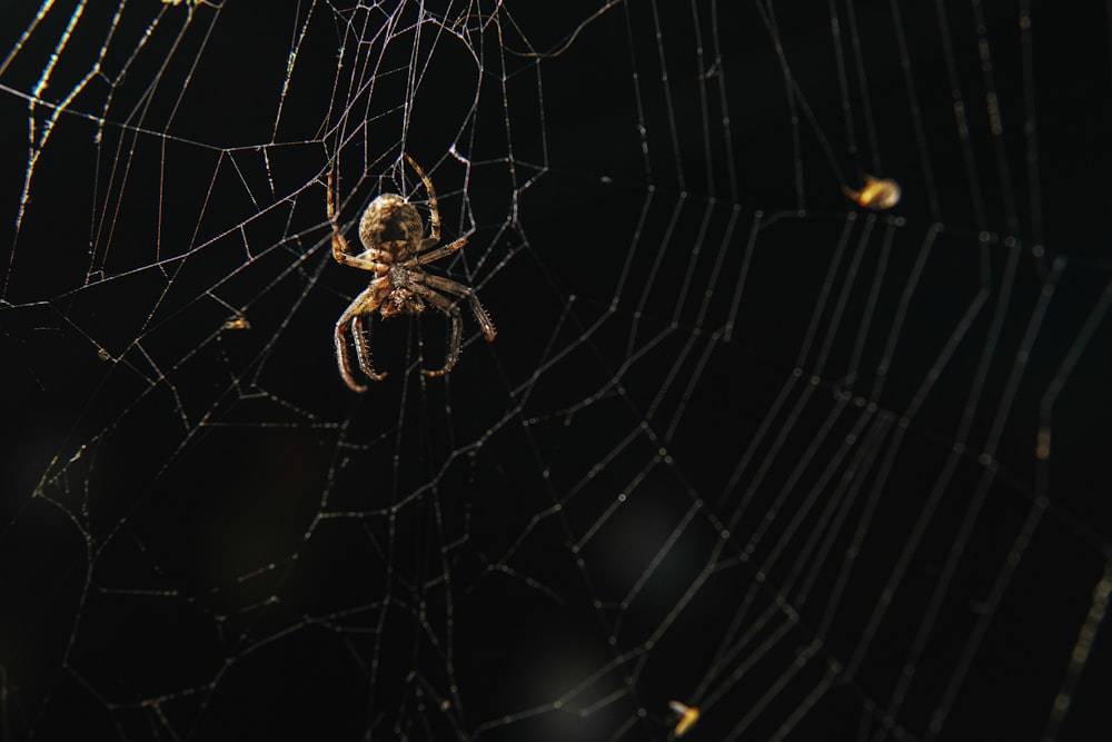 a spider sits on its web in the dark