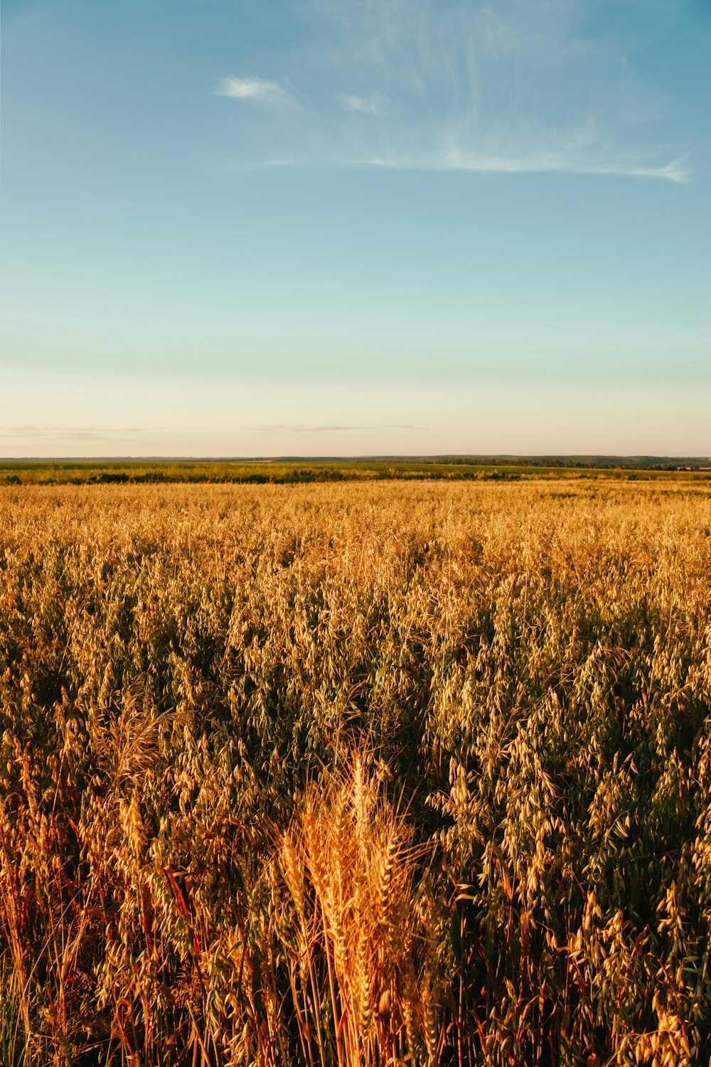 a field of tall grass under a blue sky