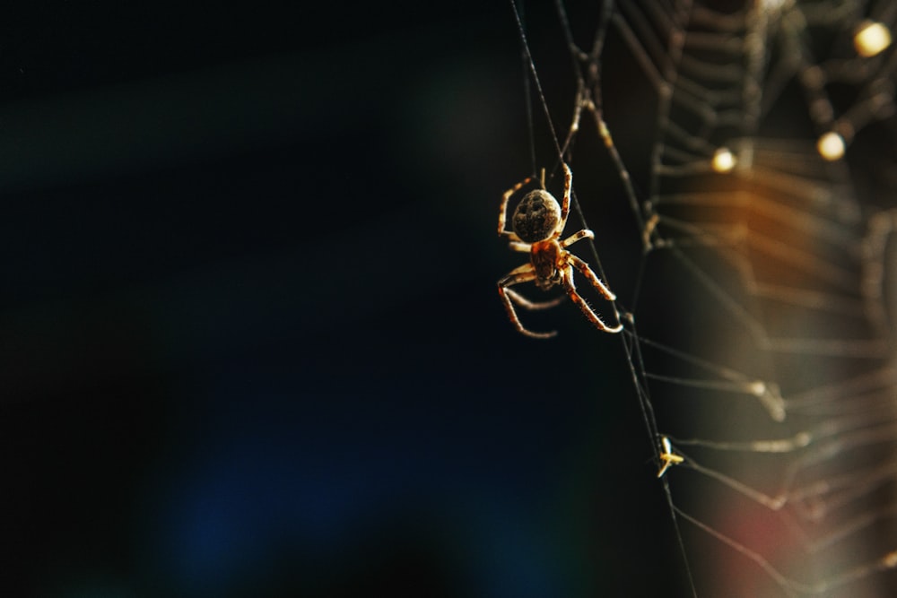 a close up of a spider on a web