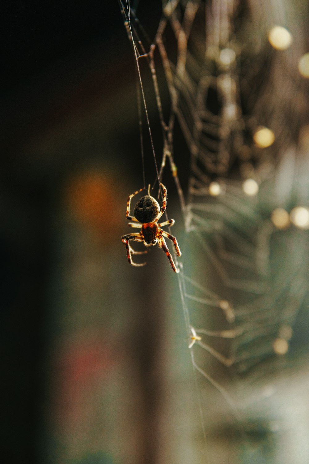 a close up of a spider on a web